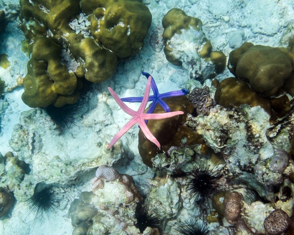 6 Extraordinary Diving Destinations That Will Ignite Your Wanderlust 6 Starfish blue pink color on hand in andaman sea ,small animal fragile