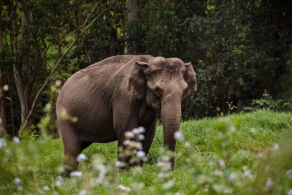 18 Enchanting Destinations in Cambodia You Can’t Miss 14 Wild elephant